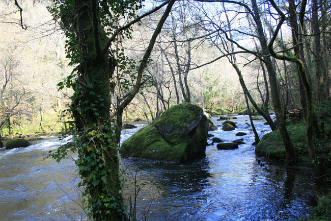 Líquenes, musgo y piedras