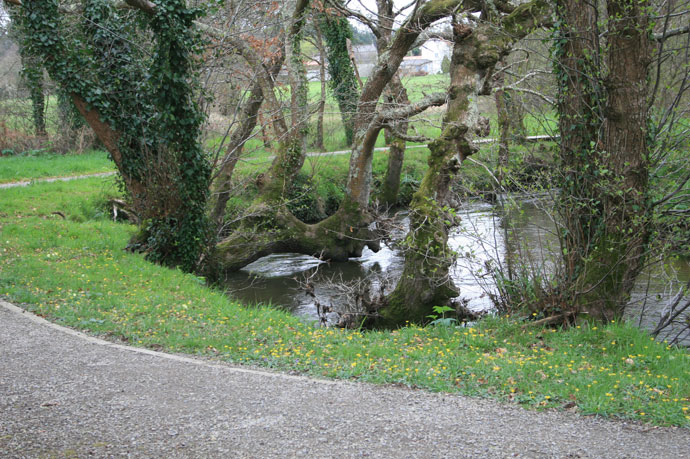 Los árboles y sus formas caprichosas