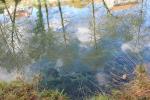 Espejo en aguas limpias