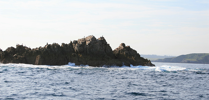 Cormoranes y Gaviotas