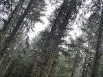 Bosque en Madeira