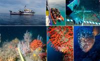 Científicos del IEO evalúan mediante buceo el estado de los hábitats del litoral mediterráneo y sudatlántico