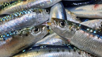 Comienza una nueva campaña MEDIAS para evaluar el estado de explotación de especies pelágicas del Mediterráneo