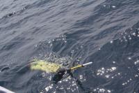 El IEO adquiere instrumental de última generación para reforzar la observación oceánica en aguas del Mar Cantábrico