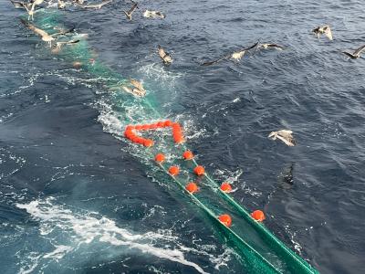 El IEO-CSIC estudia estrategias para la reducción de los descartes pesqueros y las capturas accidentales