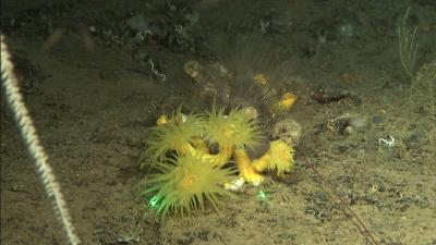 El IEO-CSIC explora los hábitats profundos en los cañones de Alicante y Benidorm