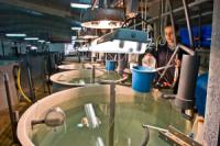 El IEO-CSIC se suma a la celebración del Día de la Acuicultura con actividades abiertas al público