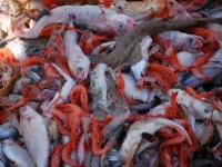  El IEO-CSIC y el MAPA inician en las islas Pitiusas una campaña para evaluar los recursos pesqueros demersales y su ecosistema 