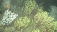 El IEO explora los hábitats profundos de los cañones submarinos del Estrecho