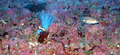 El IEO identifica fondos de rodolitos, coralígeno y especies protegidas en aguas baleares El IEO identifica fondos de rodolitos, coralígeno y especies protegidas en aguas baleares