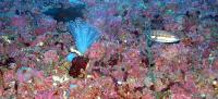 El IEO identifica fondos de rodolitos, coralígeno y especies protegidas en aguas baleares