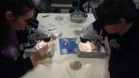 El IEO participa en la XV edición de la Noche Europea de los Investigadores