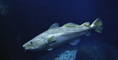 Investigadoras del IEO participan en el mayor estudio sobre alimentación de peces del Atlántico norte y el Ártico