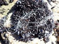 Un estudio revela el impacto de los macroplásticos en los bancos de mejillón de la Ría de Vigo