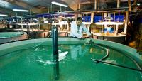 Científicas del IEO identifican reservorios del virus que causa necrosis nerviosa en peces