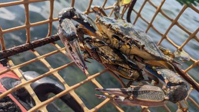 El cangrejo azul mantiene una población estable en el Mar Menor