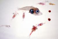 El IEO-CSIC identifica la clave del éxito larvario del atún rojo en el Mediterráneo 