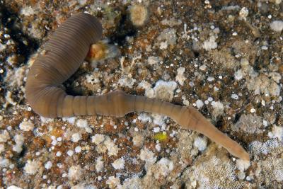 El IEO lidera la actualización de la lista patrón de especies marinas en aguas españolas