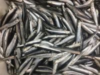 Investigadores del IEO evalúan la abundancia de la sardina y el boquerón en el Golfo de Cádiz