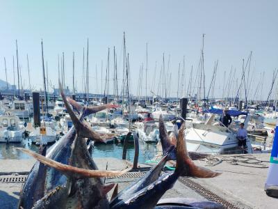 El Campeonato de Pesca de Bonito del R.C.M.A.-R.S.C. celebró su tercera edición al Abra