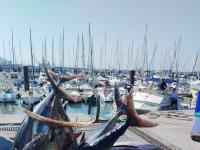 El Campeonato de Pesca de Bonito del R.C.M.A.-R.S.C. celebró su tercera edición al Abra