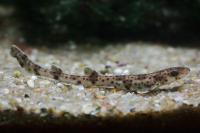 Las pintarrojas del Mediterráneo sur asimilan microplásticos tanto por ingestión como a través de las branquias