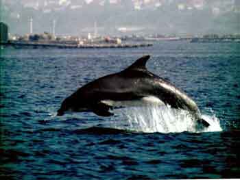 arroaz905_3
