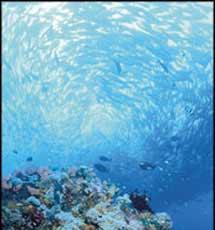 Coral_ecologia