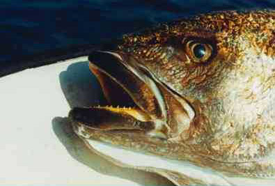 corvina02