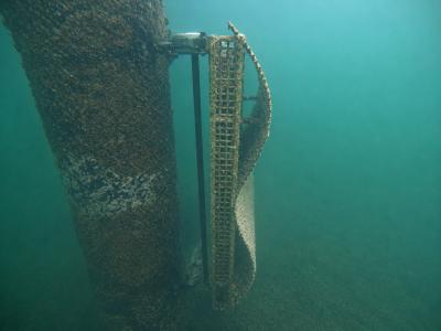 Mares Circulares y Ocean Ecostructures impulsan la renaturalización del Monte Real Club de Yates