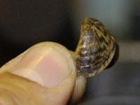 El mejillón cebra no ha pasado por ahora del Ebro al resto de los ríos