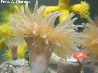 Los corales de aguas frías mediterráneos toleran temperaturas similares a las que soportan sus parientes de aguas templadas superficiales   